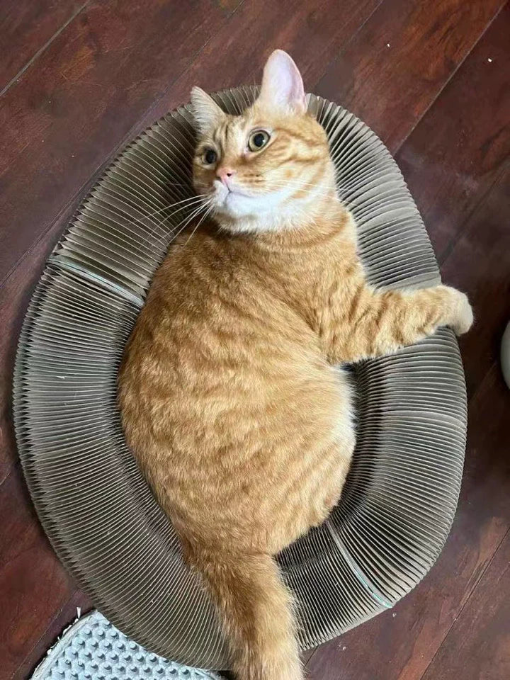 Kitty Kurlz™